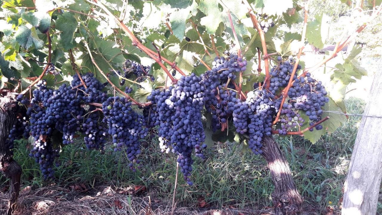 Le Clos D'Almide Monestier  Bagian luar foto